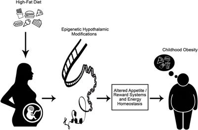 Maternal high fat diets: impacts on offspring obesity and epigenetic hypothalamic programming